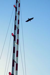 Low angle view of bird flying against clear blue sky