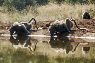 Monkeys in lake
