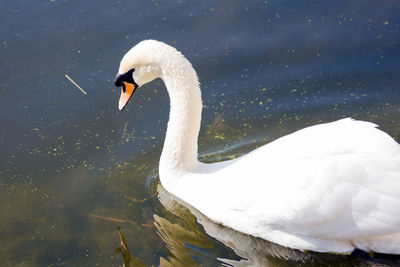 Close-up of swan swimming in lake