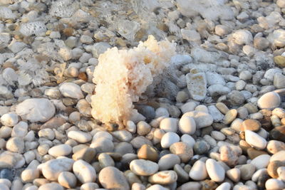 High angle view of stones on pebbles