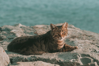 Portrait of cat relaxing on rock