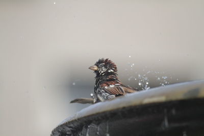 Low angle view of bird perching on fountain