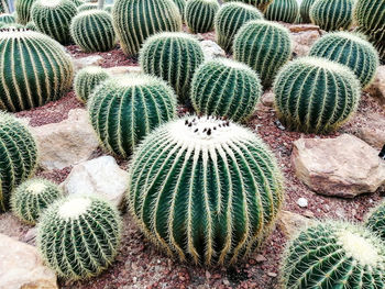 Full frame shot of succulent plant