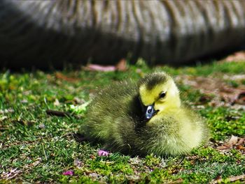 Gosling on field during sunny day