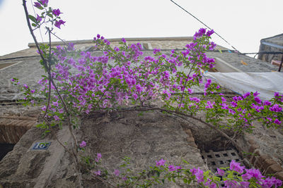 Purple flowering plants by building against sky