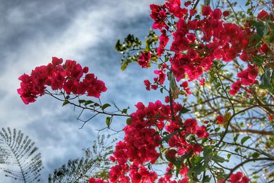 Low angle view of pink flowers against cloudy sky