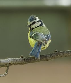 Close-up of bird perching on branch