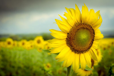 Close-up of yellow sunflower on field