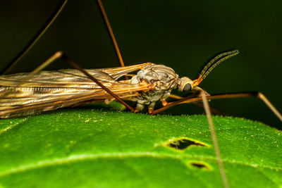 Close-up of insect