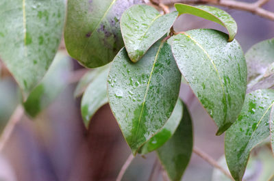 Close-up of fresh green plant
