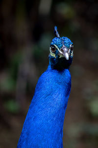 Portrait of peacock