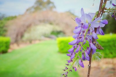 Close-up of purple flowers