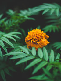 Close-up of yellow flower