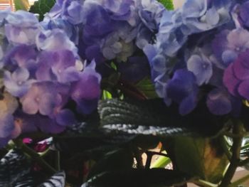 Close-up of purple hydrangea flowers