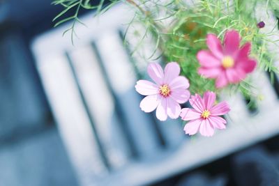 Close-up of flowers blooming outdoors