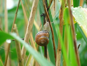 Close-up of snail on plant