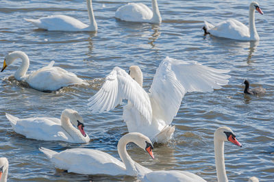 Swans swimming in lake