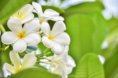 Plumeria flower group blooming in the tree on background view.