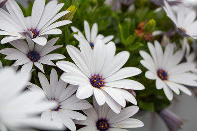 Close-up of white flowers