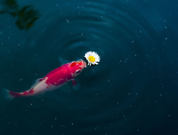 Close-up of jellyfish swimming in lake