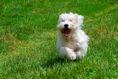 White dog running on grass field