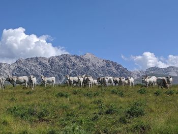 Flock of sheep on field against sky