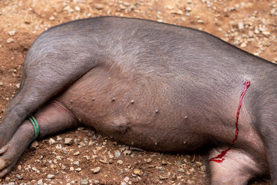 Close-up of horse lying on land