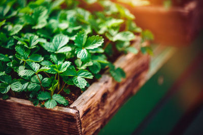 Green strawberry seedlings at farmer's market