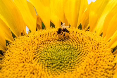 Bee pollinating flower