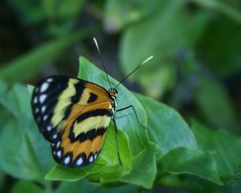 Close-up of butterfly on flower