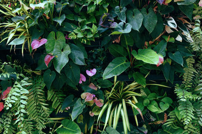 High angle view of pink flowering plant