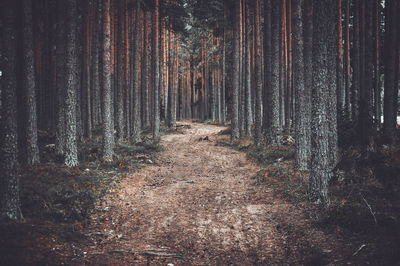 View of pine trees in forest