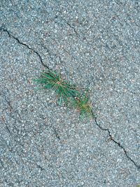 Close-up of plant growing outdoors