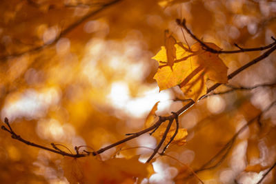 Close-up of yellow maple leaves on branch