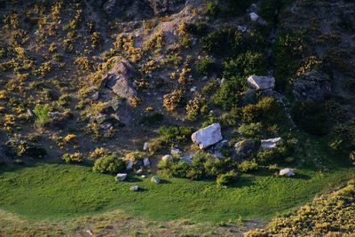 View of sheep on rock