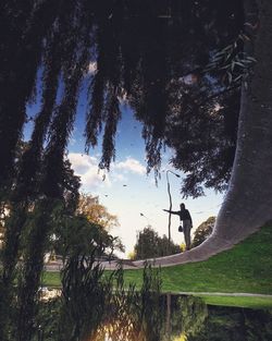 Trees growing in park