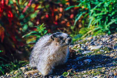 Marmot with colorful plants at autumn