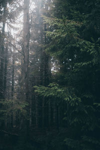 Low angle view of pine trees in forest