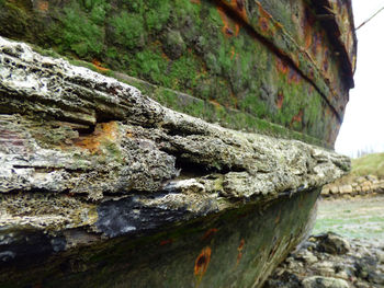 Close-up of rusty boat on tree