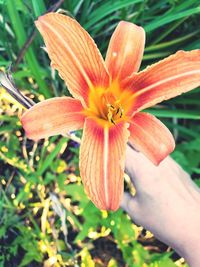 Close-up of day lily