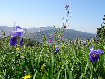 Flowers in field against blue sky