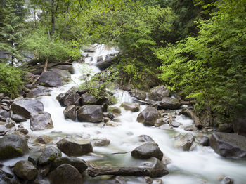 Scenic view of river amidst trees in forest