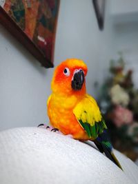 Close-up of parrot perching at home