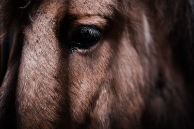 Close-up of horse