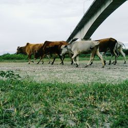 Horses grazing in a field