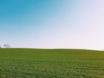 Scenic view of field against clear sky