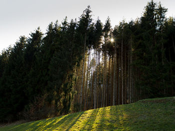 Trees growing in forest against sky