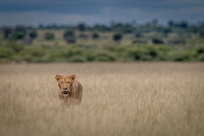 Lioness on grassy field