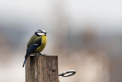 Bird perching on wooden post