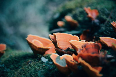 Close-up of mushrooms growing on moss covered rock